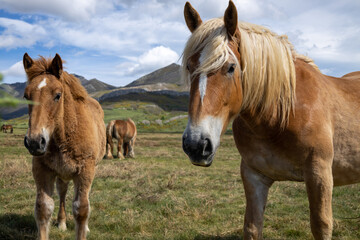 Foal and his mother free in the meadow. Beautiful specimens with light fur.