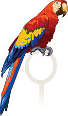 The illustration of Red parrot macaw © omnipotent