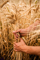 Fototapeta na wymiar hand touch wheat ears at sunset