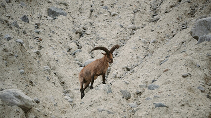 Mountain goat looks standing on the mountain