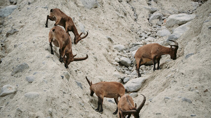 A flock of mountain aurochs (mountain goats) of brown color graze at the foot of the mountains