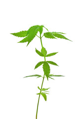 Marijuana sapling blue dream