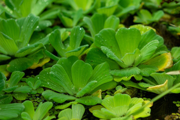 close up of a green plant