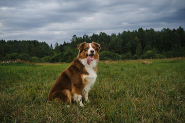 Beautiful young Australian Shepherd sits in field in summer and poses with tongue sticking out. Aussie red tricolor with white breast and stripe on head, chocolate nose and smart look. Dog in park.