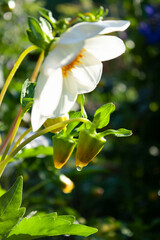 Beautiful meadow field with fresh grass and yellow dandelion flowers in nature against a blurry blue sky with clouds. Summer spring perfect natural landscape.
