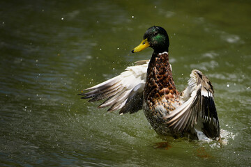 Ente im Wasser