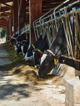 Fagueda vacas