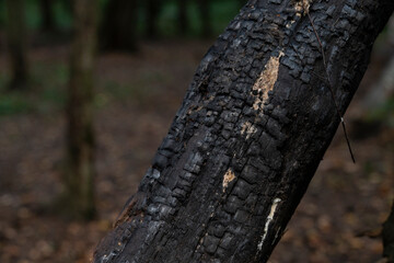 Fototapeta na wymiar Close up of burnt tree in the wood after forest fires. Global warming and arson concept 