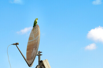 Green parrot sits on a old dirty parabolic antenna dish on the blue sky background on a roof of a...