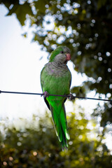 pigeon on the branch