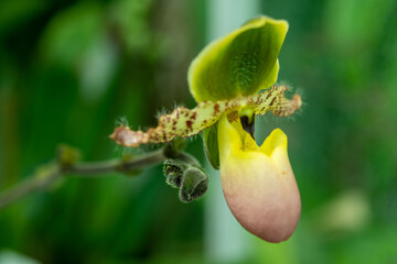 Obraz premium orchid on green
