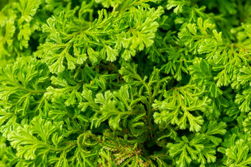 green leaves background