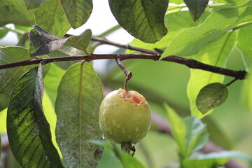 Squirell bitten guava fruit.