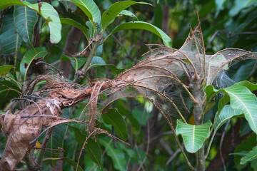 Spider webs on trees to trap insects.