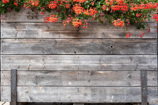 Textured Background Of Weathered Wooden Boards And Beautiful Red Flowers Hanging From Above. Copy Space. 