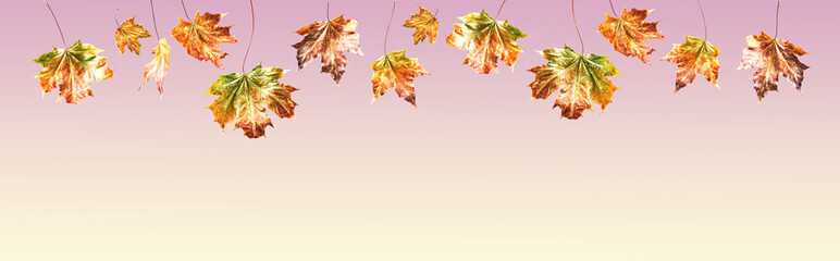 Fototapeta na wymiar Golden maple leaves garland wide banner on gradient background. Fall autumn season holidays
