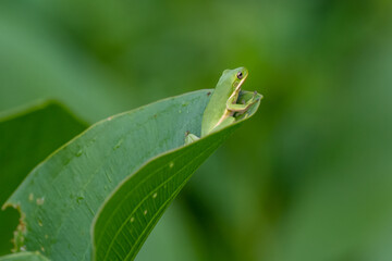 Small Cute Green Tree Frog on a Banana Leaf