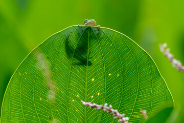 Small Cute Green Tree Frog on a Banana Leaf