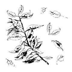 Black imprint of leaves on a white isolated background. Silhouette of a twig with leaves. Vector illustration
