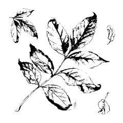 Black imprint of leaves on a white isolated background. Silhouette of a twig with leaves. Vector illustration