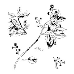 Black imprint of leaves on a white isolated background. Silhouette of a twig with leaves and berries. Vector illustration