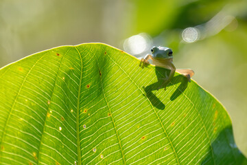 Small Cute Green Tree Frog on a Banana Leaf