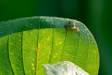 Small Cute Green Tree Frog on a Banana Leaf