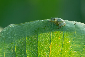 Small Cute Green Tree Frog on a Banana Leaf