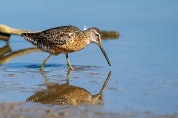 Short billed dowitcher shorebird walks along a muddy waterside