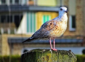 seagull on the pier