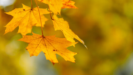 Fototapeta na wymiar Yellow leaves on the branch with bokeh effect. Autumn background with yellow maple leaves