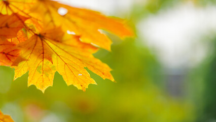 Yellow leaves on the branch with bokeh effect. Autumn background with yellow maple leaves