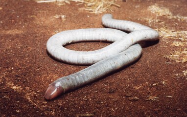 Closeup of a long grey worm