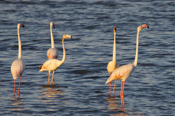 Pink flamingos at sunset in Hyeres, France