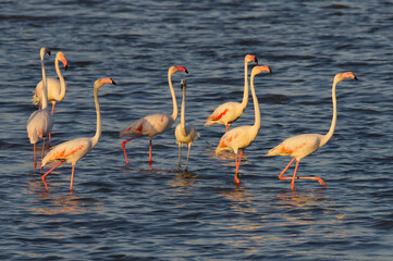 Pink flamingos at sunset in Hyeres, France