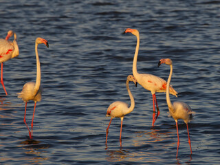 Pink flamingos at sunset in Hyeres, France