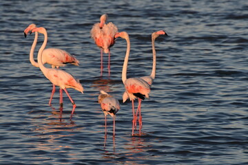 Pink flamingos at sunset in Hyeres, France