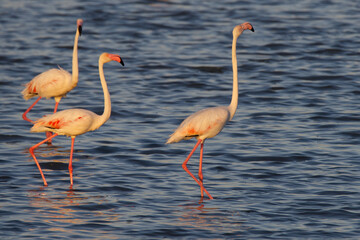 Pink flamingos at sunset in Hyeres, France