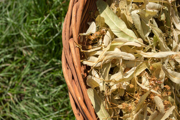 Dried linden flowers and leaves in basket on the background of green grass in the garden, close up. The concept of agriculture, healthy eating, organic food