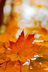 Fototapeta na wymiar Red orange maple leaves. Autumn background with bright colorful leaves. Copy space