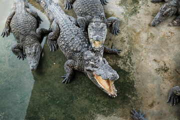 Obraz premium The alligator in the Everglades