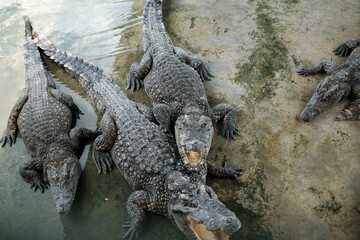The alligator in the Everglades