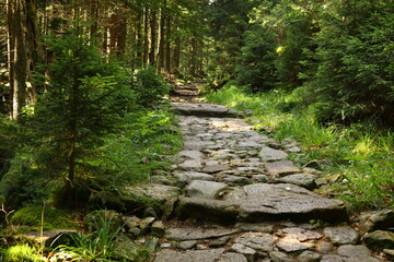 path in the forest