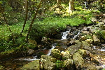 waterfall in the forest