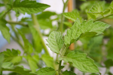 Fototapeta na wymiar Tomatenpflanze
