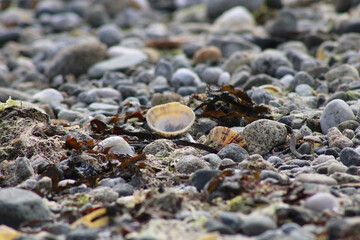 Coquillage, sable, plage, bretagne, algues, mer, océan, congé, nature, couleur, gros plan, macro, beauté