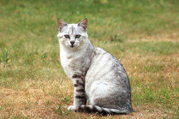 Obraz premium Chat blanc