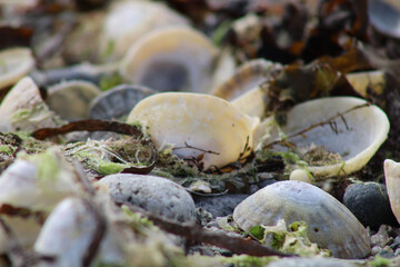 Coquillage, sable, plage, bretagne, algues, mer, océan, congé, nature, couleur, gros plan, macro, beauté
