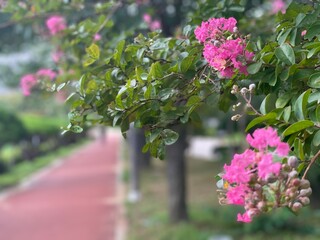 pink flowers