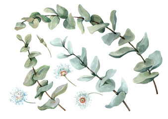 Eucalyptus branches with green leaves. Botanical set of isolated elements. Hand drawn watercolor illustration white background for cards, print, background, decor, design, wedding invitations, banner.